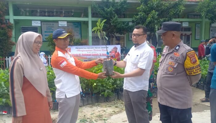 Rahmat Saleh Salurkan Ribuan Bibit Produktif Perkuat Pertanian Agam