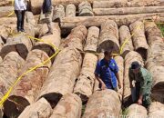 gakkum-kehutanan-limpahkan-tersangka-pemanenan-hasil-hutan-tanpa-hak-ke-kejari-solok