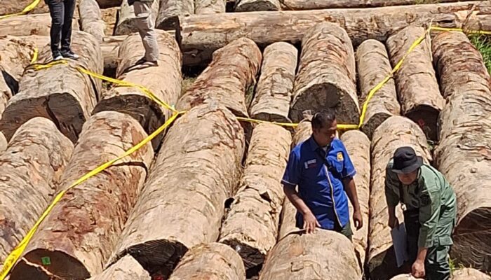 Gakkum Kehutanan Serahkan Tersangka Pembalakan Liar ke Kejari Solok