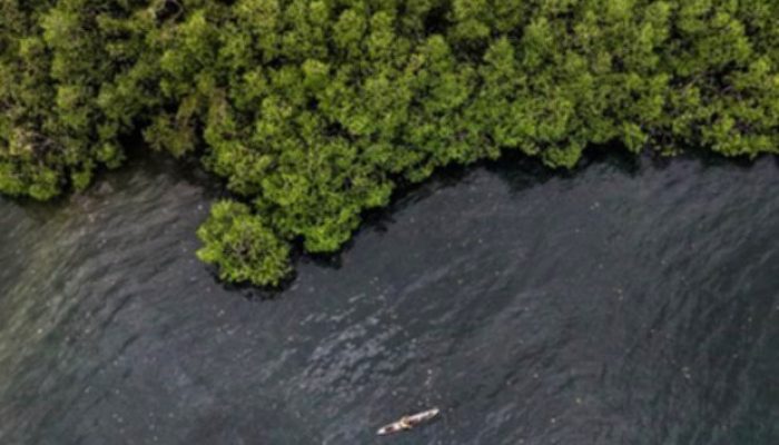 BNI Tanam 258 Ribu Bibit Mangrove untuk Kelestarian Ekosistem Pesisir
