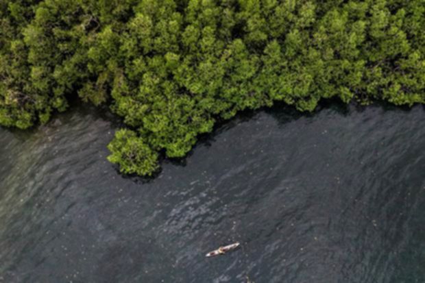 Perwakilan BNI menanam bibit mangrove di kawasan pesisir sebagai bagian dari program pelestarian ekosistem.