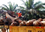 Pinago Utama Resmi Ganti Nama Jadi AEP Pinago, Kode Saham PNGO Tetap