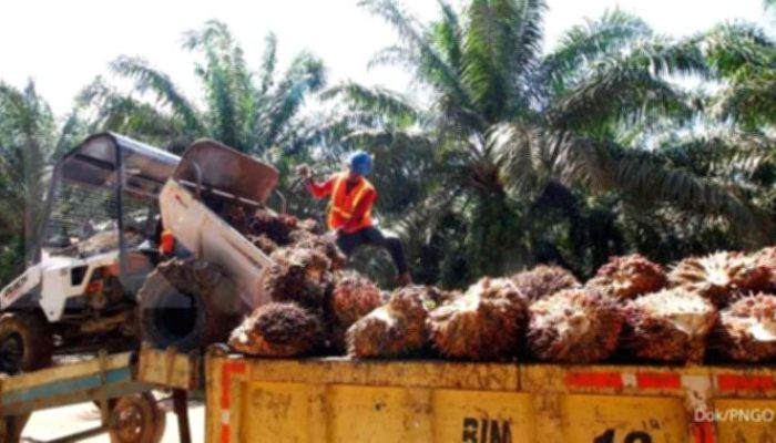 Pinago Utama Resmi Ganti Nama Jadi AEP Pinago, Kode Saham PNGO Tetap