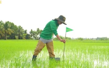 Rockefeller Foundation Investasi di Startup Pertanian Rendah Emisi Rize