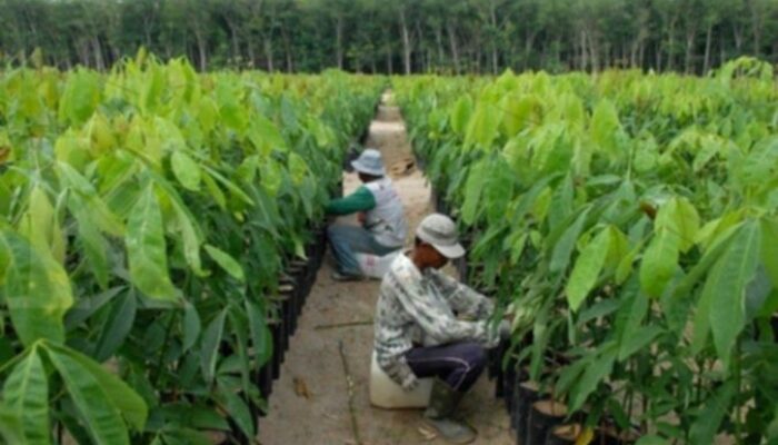 Bakrie Sumatera Plantations Resmi Terbitkan 14,50 Miliar Saham Baru via Private Placement