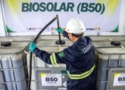Ilustrasi tumpukan buah kelapa sawit di perkebunan untuk bahan baku biodiesel