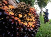 Tumpukan tandan buah segar kelapa sawit di perkebunan untuk bahan baku minyak goreng