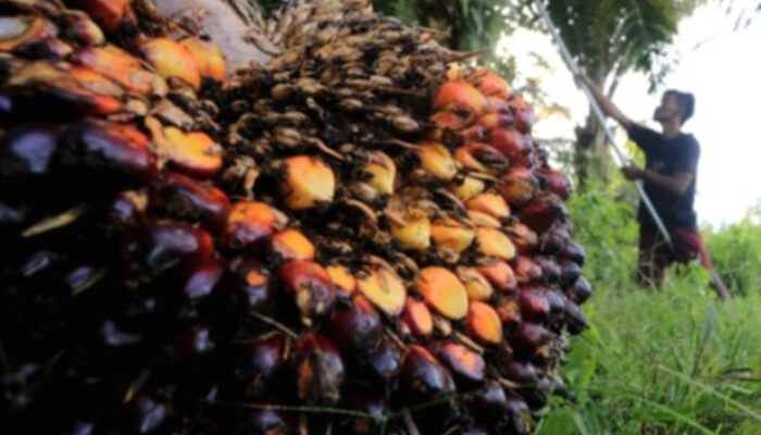 Harga Referensi CPO Turun Jadi US$ 996,52 per Metrik Ton Agustus 2026