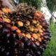 Tumpukan tandan buah segar kelapa sawit di perkebunan untuk bahan baku minyak goreng