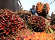 Lahan perkebunan kelapa sawit yang luas dengan deretan pohon yang tertata rapi di siang hari