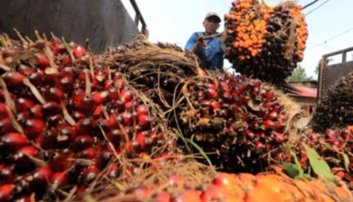 Laba AALI Melonjak 56%, Simak Rekomendasi Saham Emiten CPO Ini