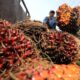 Lahan perkebunan kelapa sawit yang luas dengan deretan pohon yang tertata rapi di siang hari