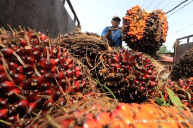 Lahan perkebunan kelapa sawit yang luas dengan deretan pohon yang tertata rapi di siang hari